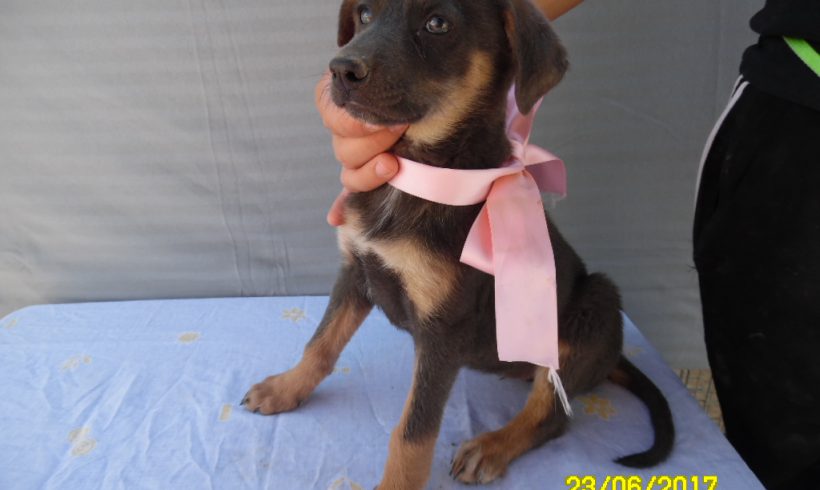 Sheila-Gaya adoptée 02.12.17 Sheila-Gaya adoptée 02.12.17