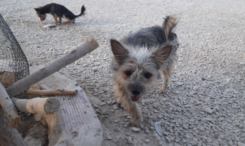 Wanda adoptée 30.09.17 Wanda adoptée 30.09.17