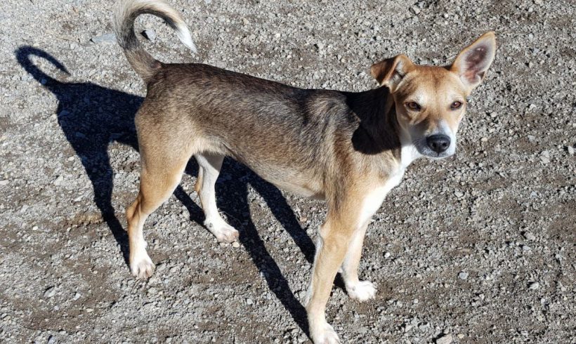 Betty adoptée 07.07.2018 Betty adoptée 07.07.2018