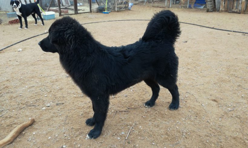 Zape adopté 16.02.18 Zape adopté 16.02.18