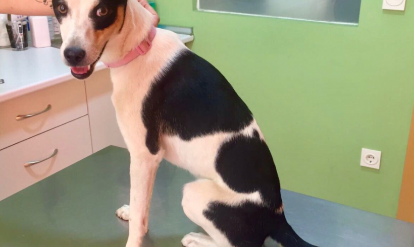 Aïda adoptée 02.12.17 Aïda adoptée 02.12.17
