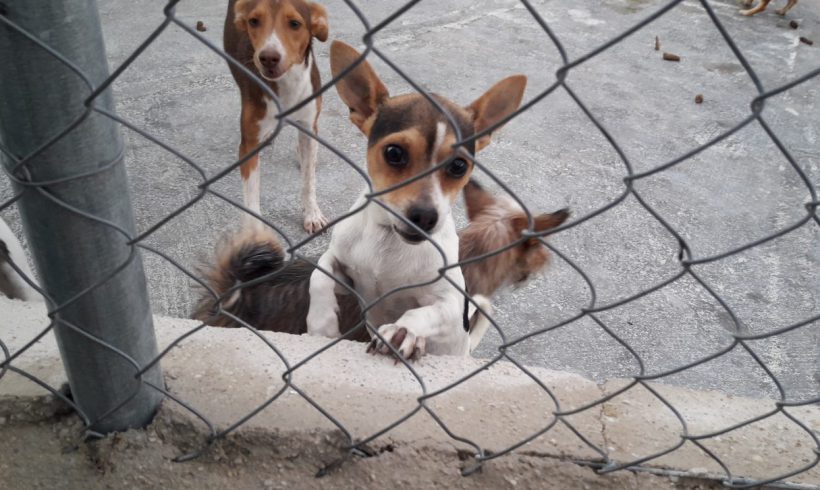 Nomo adopté 02.12.17 Nomo adopté 02.12.17