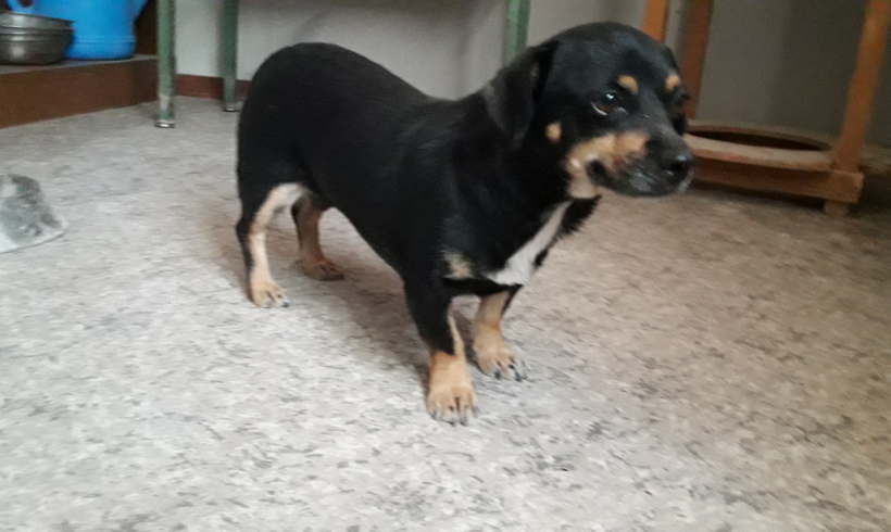Pizca-Pixa adoptée 30.09.17