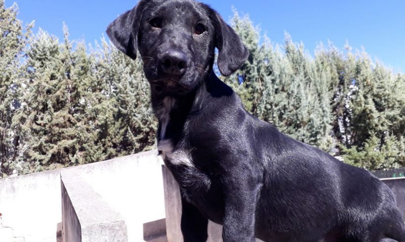 Bonbon adopté 02.12.17 Bonbon adopté 02.12.17