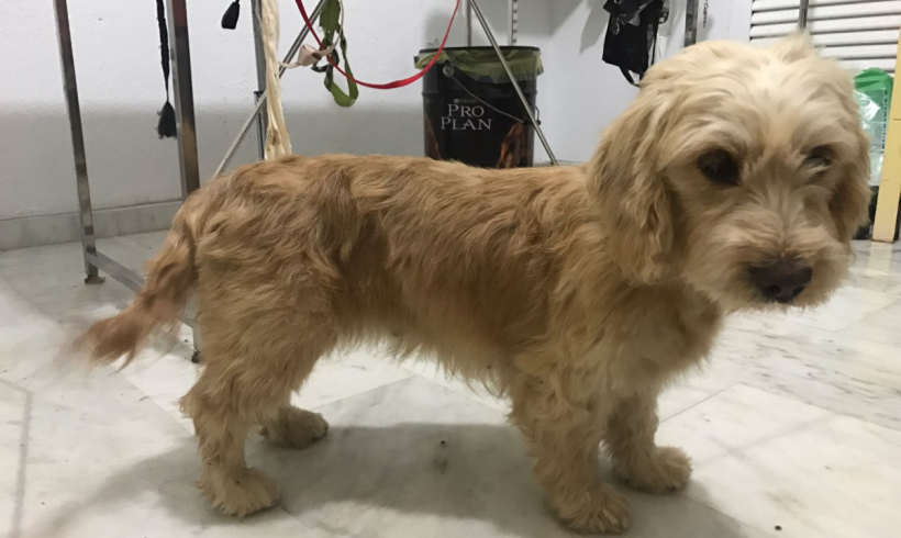 Clara adoptée 02.12.17 Clara adoptée 02.12.17