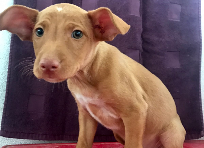 Gobi adopté 02.12.17 Gobi adopté 02.12.17