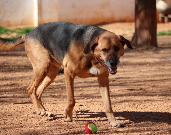 Patas adopté 13.04.19
