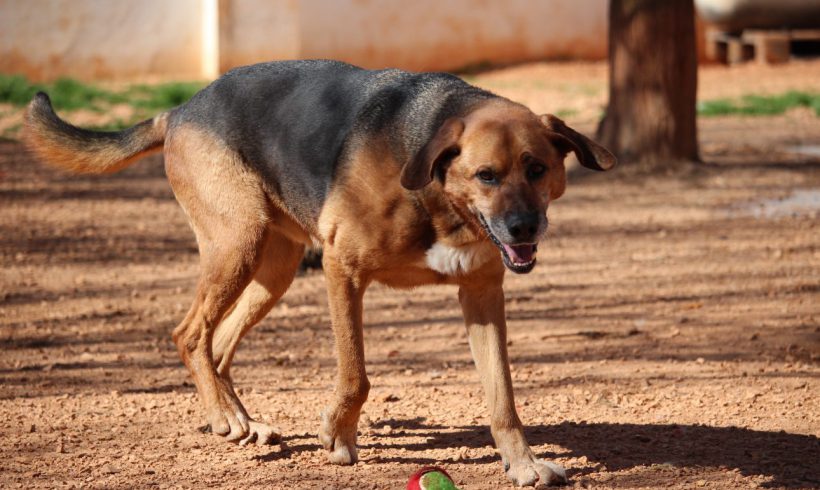 Patas adopté 13.04.19 Patas adopté 13.04.19