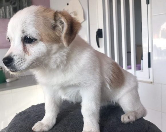 Paty-Gipsy adoptée 02.12.17