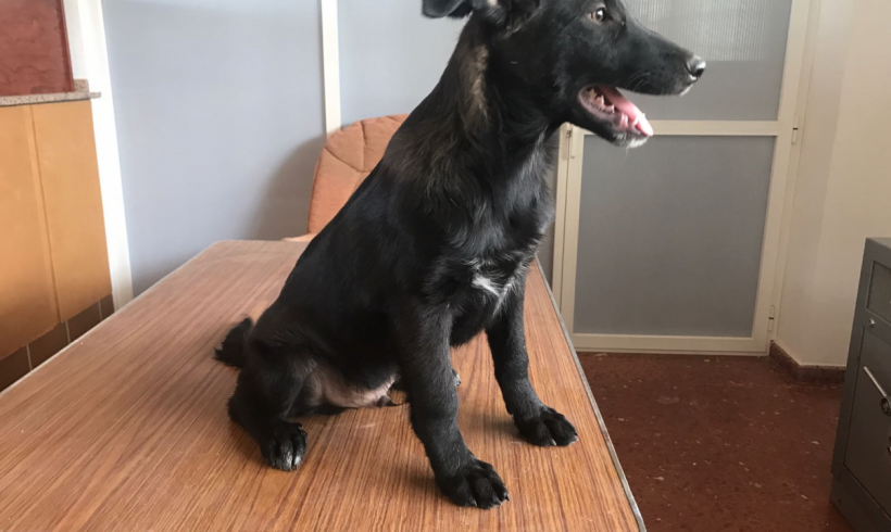 Eden-Pixel adopté 02.12.17 Eden-Pixel adopté 02.12.17