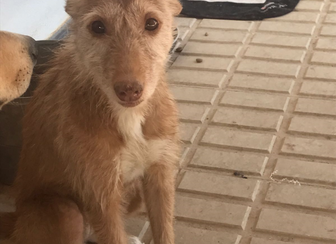 Shakira adoptée 07.07.2018 Shakira adoptée 07.07.2018
