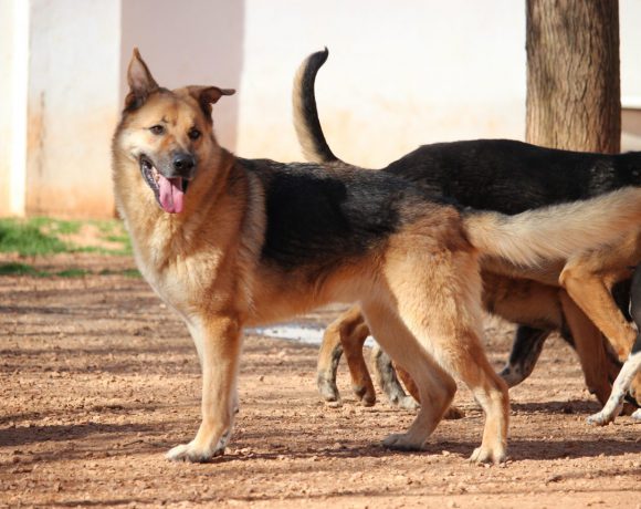 Valentin  adopté 28.04.18