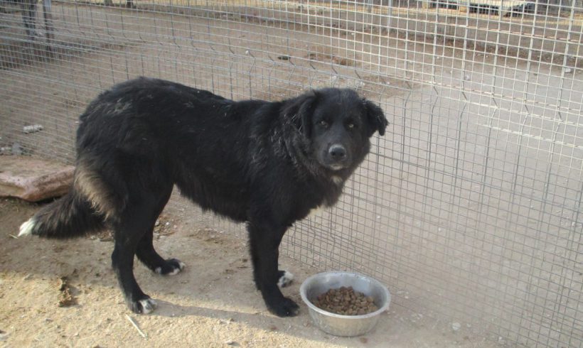 Aurora adoptée 07.07.2018 Aurora adoptée 07.07.2018