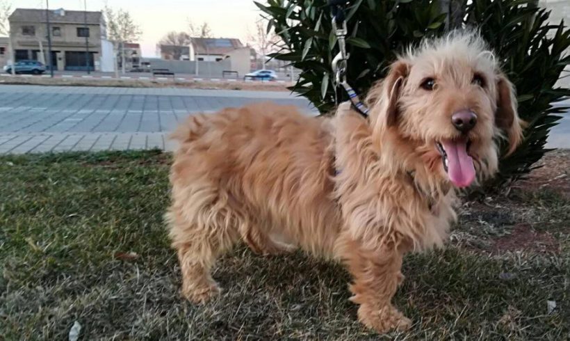 Felipe adopté 28.04.18 Felipe adopté 28.04.18
