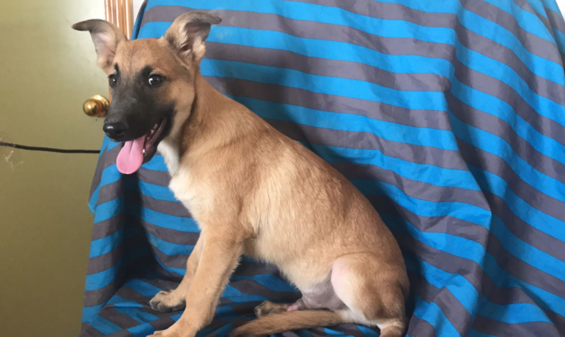 Koen adopté 02.12.17 Koen adopté 02.12.17