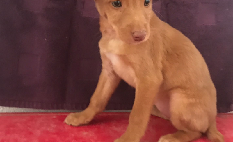 Lia 2 adoptée 16.02.18 Lia 2 adoptée 16.02.18