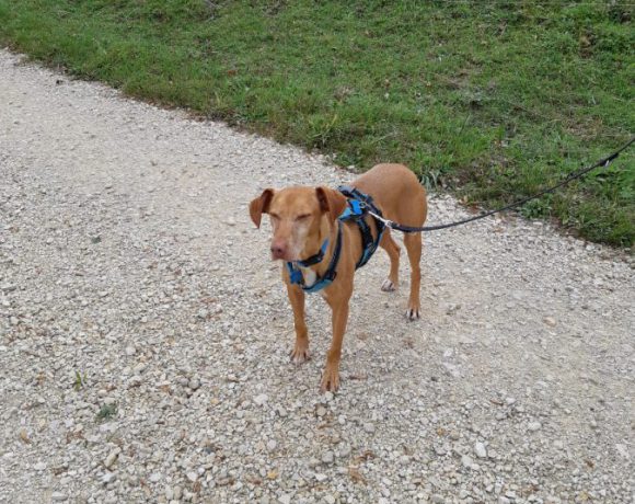 Maroon adopté 22.09.2018