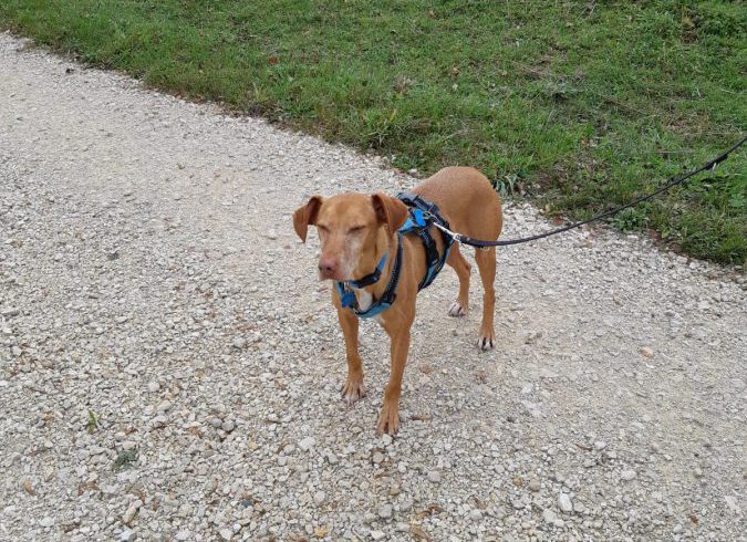 Maroon adopté 22.09.2018 Maroon adopté 22.09.2018