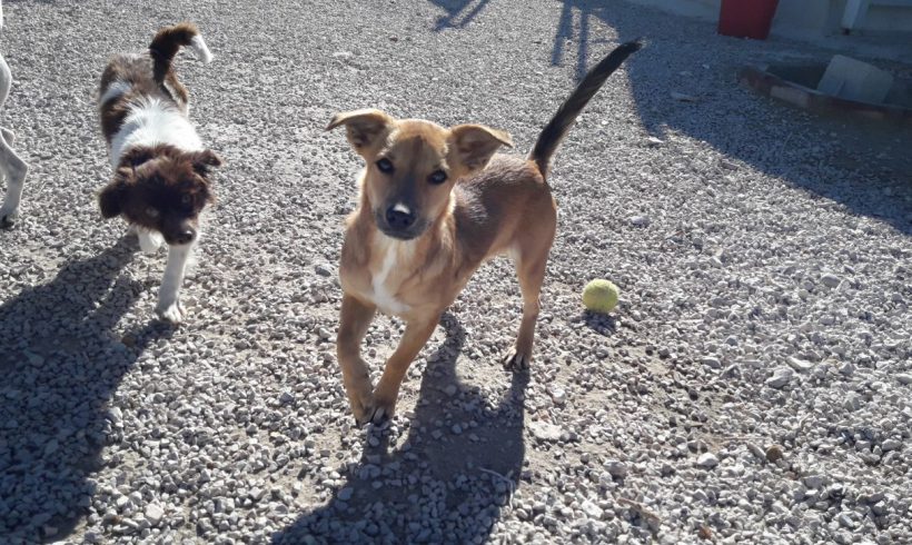 Violeta-Chica adoptée 16.02.18 Violeta-Chica adoptée 16.02.18