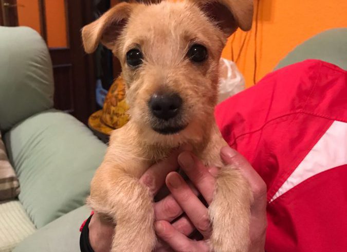 Laïka adoptée 16.02.18 Laïka adoptée 16.02.18