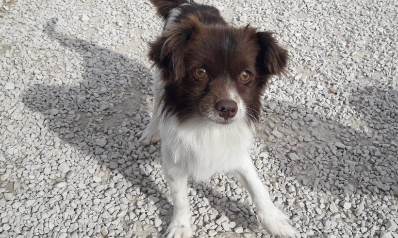 Manuel-Cookie adopté 02.12.17 Manuel-Cookie adopté 02.12.17