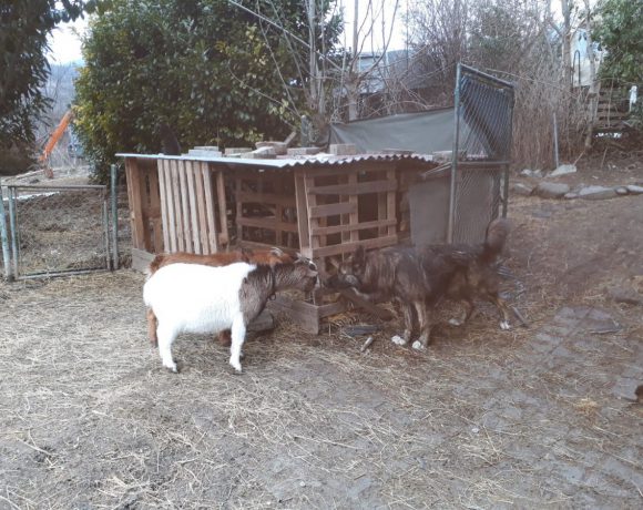 Tambor-Hector adopté 20.06.2018