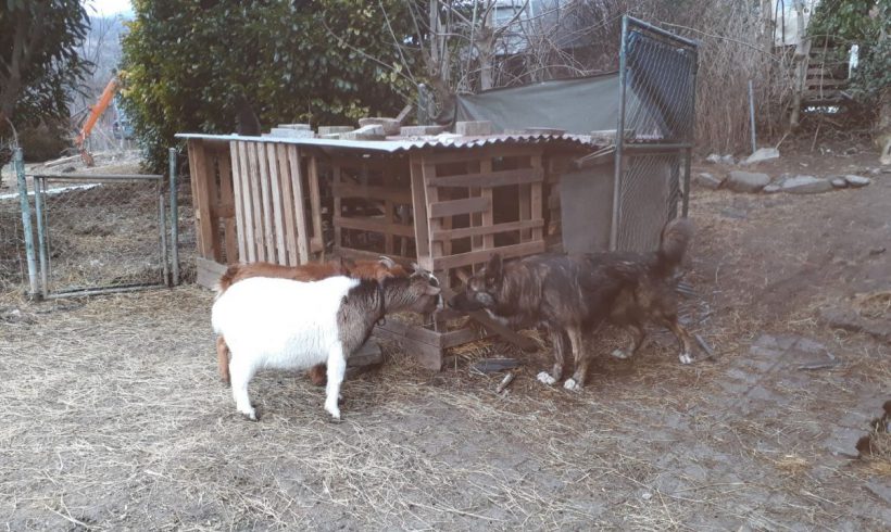 Tambor-Hector adopté 20.06.2018 Tambor-Hector adopté 20.06.2018