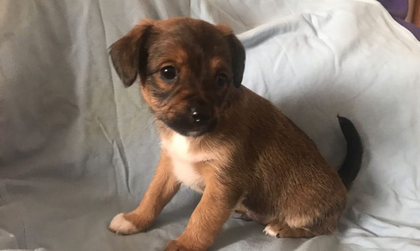 Akim adopté 28.04.18 Akim adopté 28.04.18