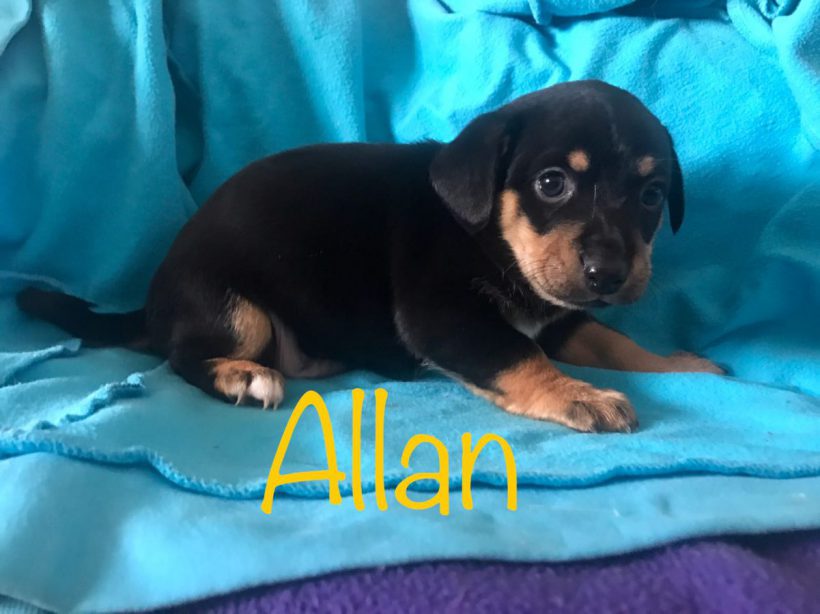 Allan adopté 16.02.18