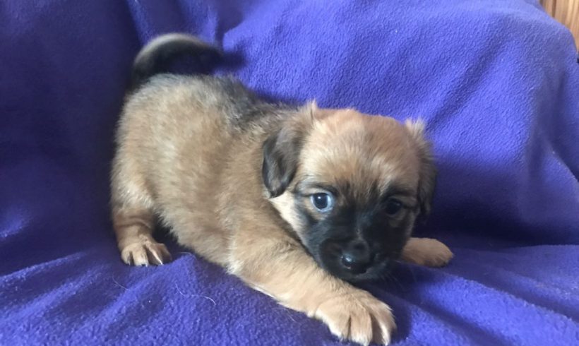 Amir adopté 16.02.18 Amir adopté 16.02.18