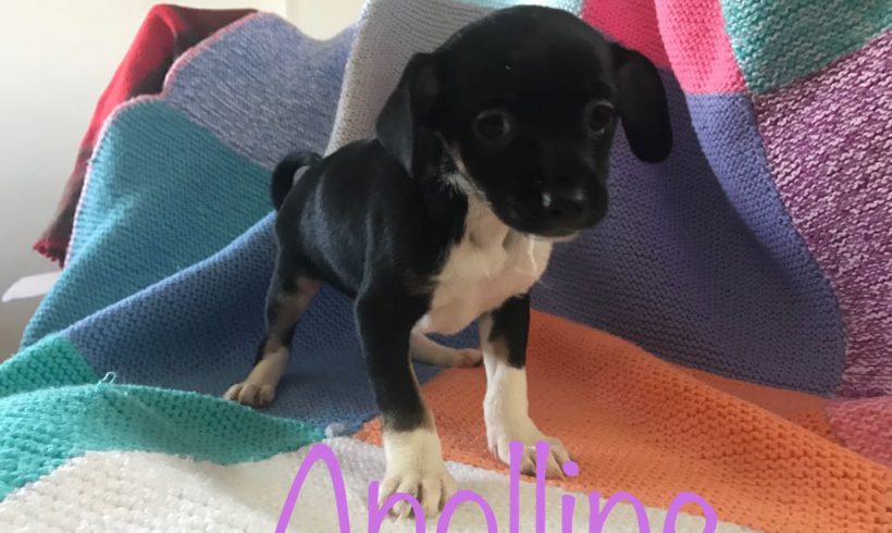 Apolline adoptée 16.02.18 Apolline adoptée 16.02.18