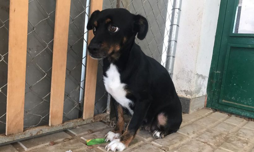 Ari adoptée 16.02.18 Ari adoptée 16.02.18