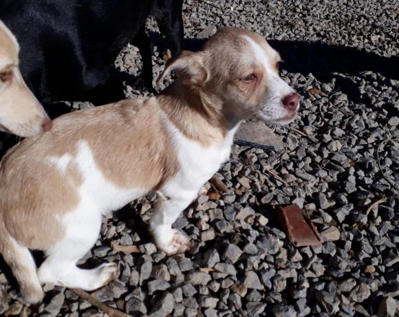 Dona-Cara adoptée 16.02.18