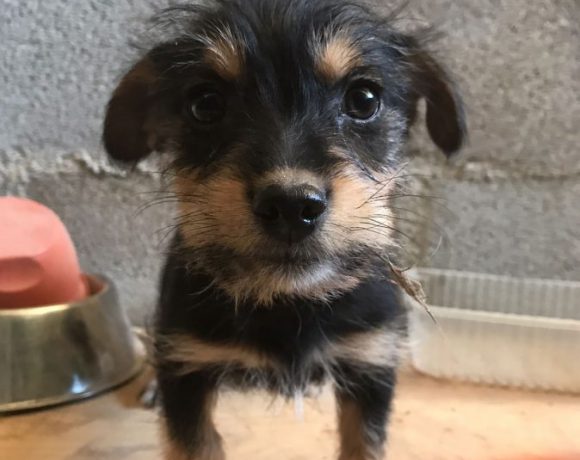 Daina adoptée 16.02.18