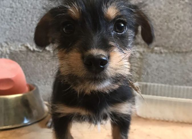 Daina adoptée 16.02.18 Daina adoptée 16.02.18