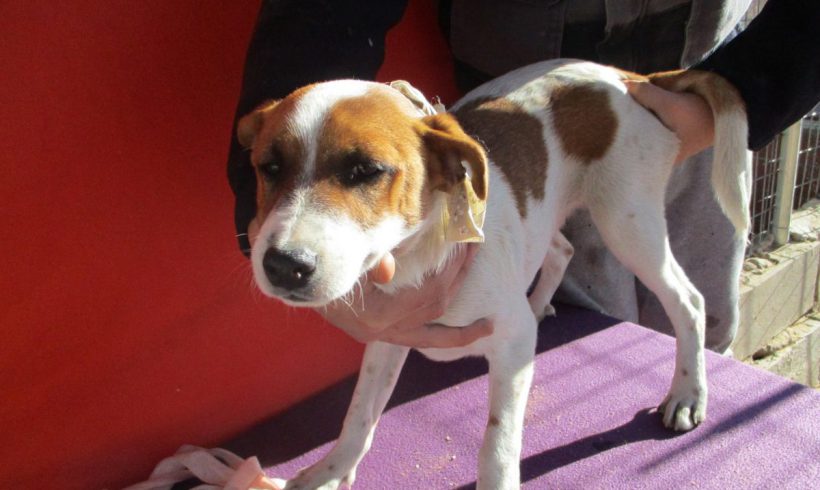 Donnie adopté 07.07.2018 Donnie adopté 07.07.2018