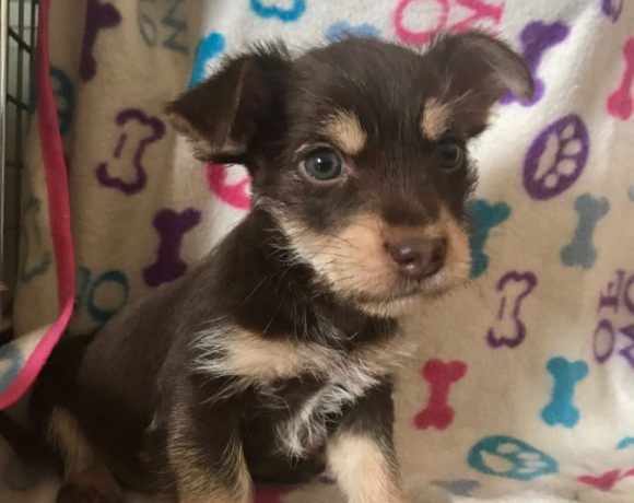 Donut-Eddy adopté 16.02.18
