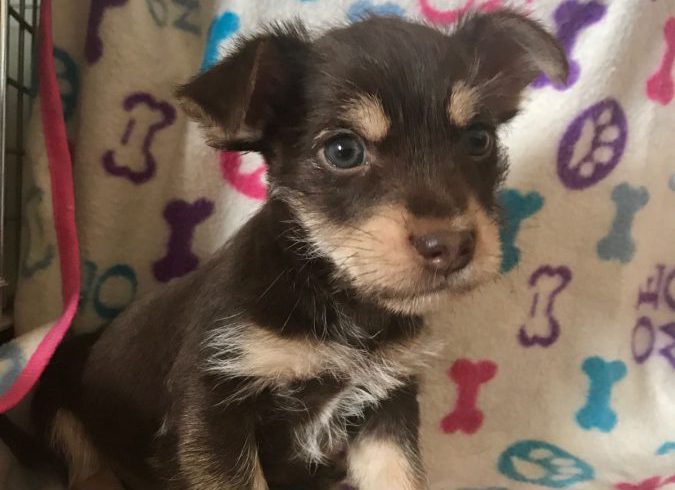 Donut-Eddy adopté 16.02.18 Donut-Eddy adopté 16.02.18