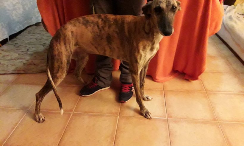 Fatima adoptée 11.03.2018 Fatima adoptée 11.03.2018
