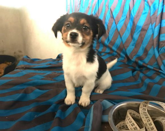 Flocky adopté 16.02.18