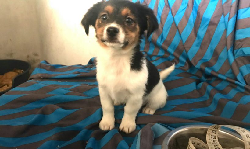 Flocky adopté 16.02.18 Flocky adopté 16.02.18