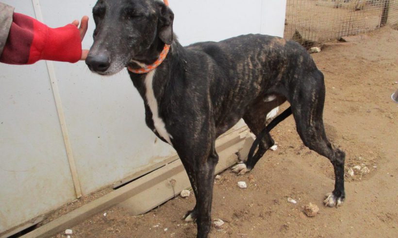 Juan adopté 01.12.18 Juan adopté 01.12.18