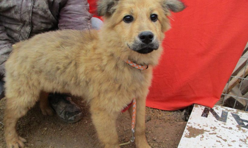 Kike adopté 28.04.18 Kike adopté 28.04.18
