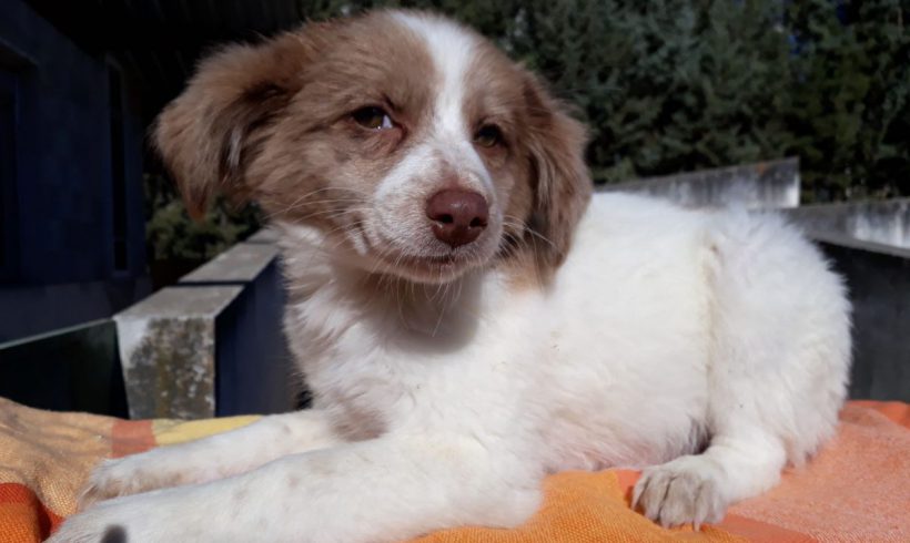 Laura adoptée 28.04.18 Laura adoptée 28.04.18