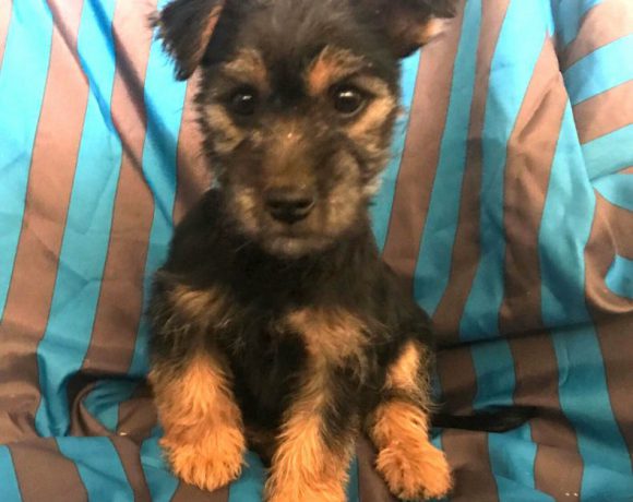 Pedrito adopté 16.02.18
