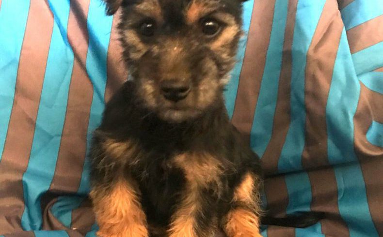 Pedrito adopté 16.02.18