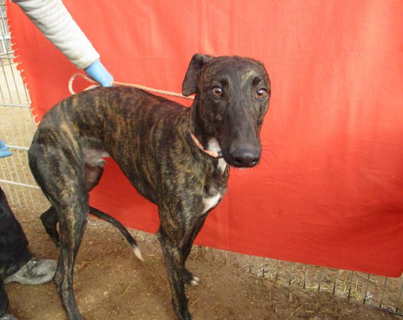 Rafael adopté 16.02.18