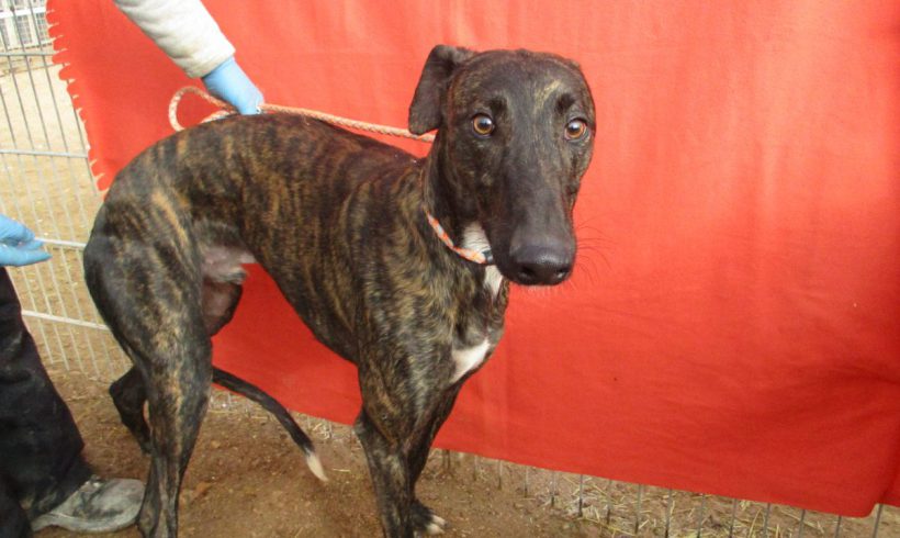 Rafael adopté 16.02.18 Rafael adopté 16.02.18