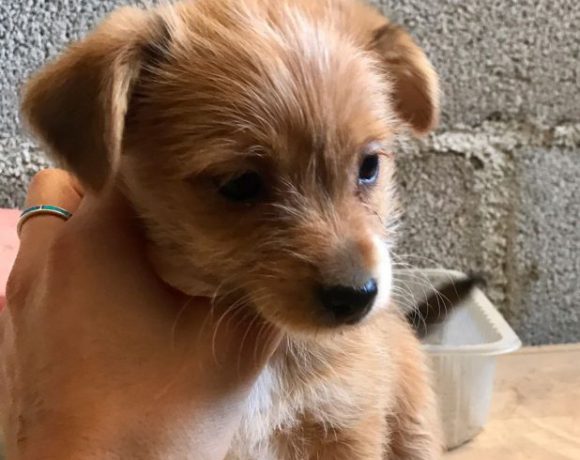 Ripley adopté 16.02.18