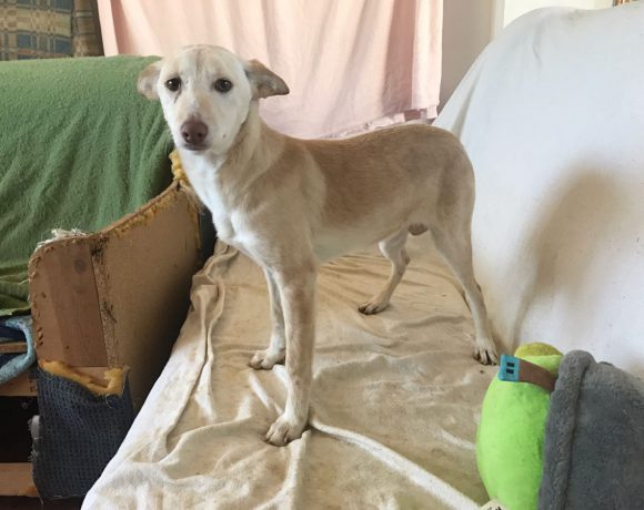 Rubi 1 adoptée 12.10.19